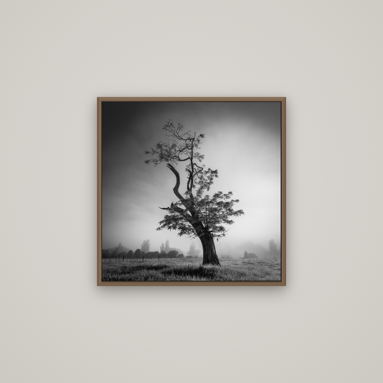 Misty Sentinel, Waikato, Basel Walnut, 60×60 cm. New Zealand fine art wall art by Stephen Milner.