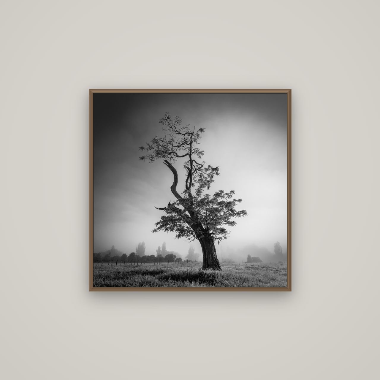 Misty Sentinel, Waikato, Basel Walnut, 70×70 cm. New Zealand fine art wall art by Stephen Milner.