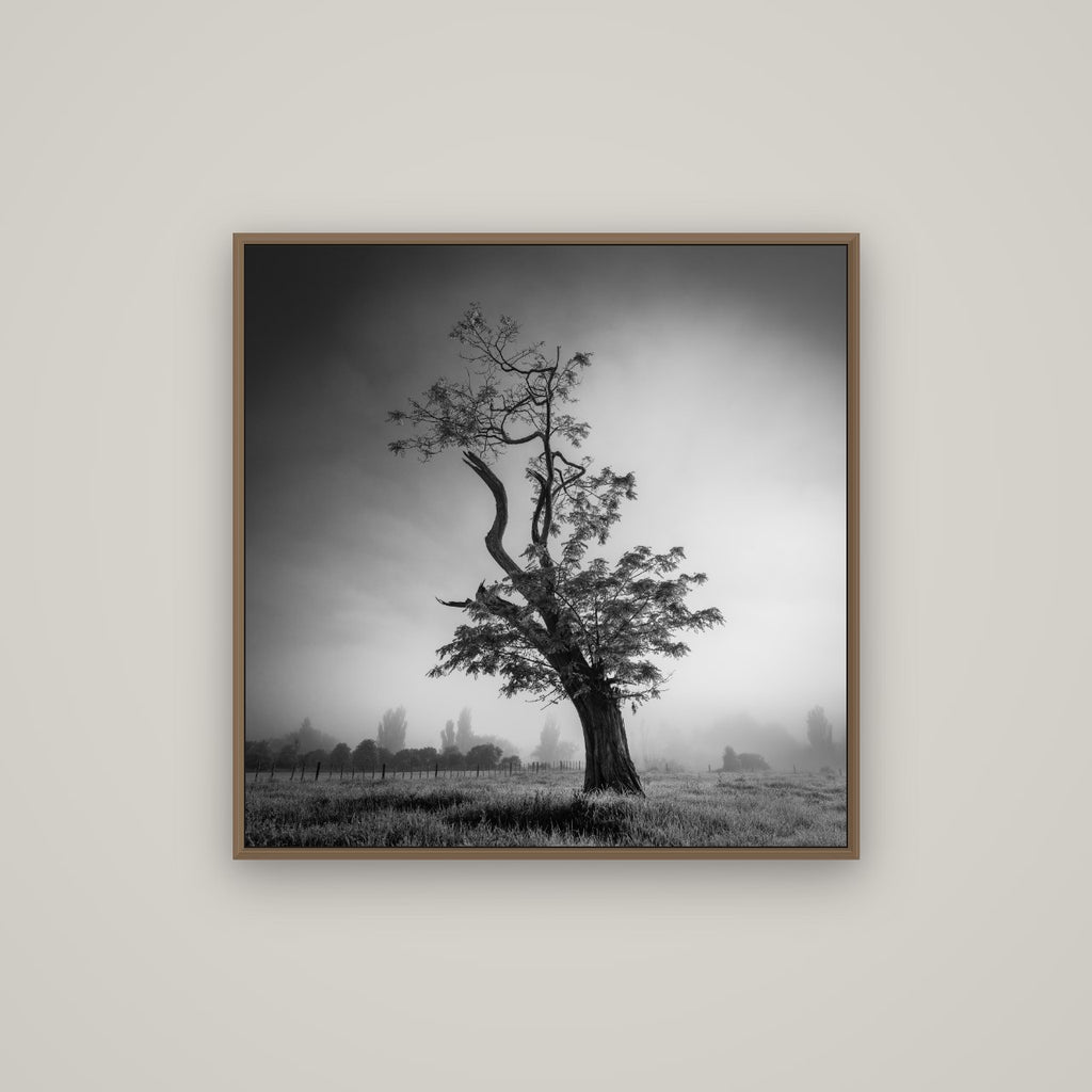 Misty Sentinel, Waikato, Basel Walnut, 80×80 cm. New Zealand fine art photograph under matte acrylic glass.
