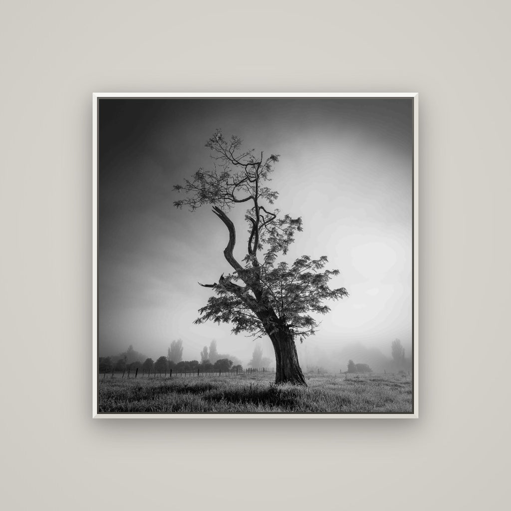 Misty Sentinel, Waikato — Basel White, 100×100 cm. New Zealand fine art wall art by Stephen Milner.