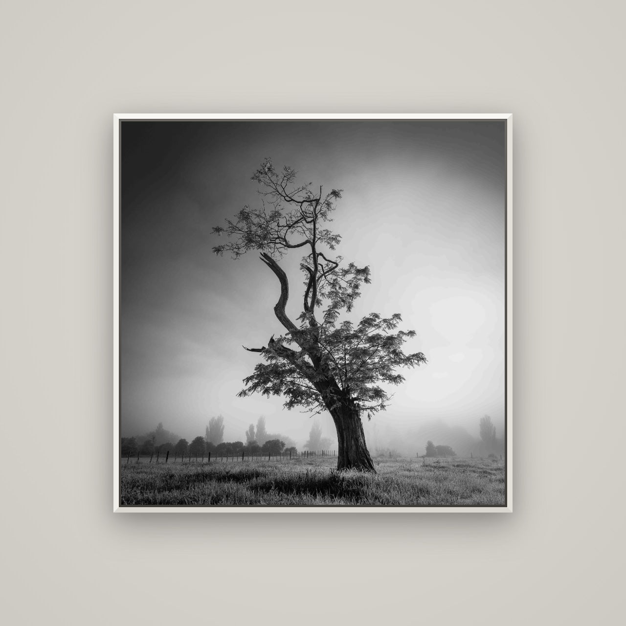 Misty Sentinel, Waikato — Basel White, 100×100 cm. New Zealand fine art wall art by Stephen Milner.