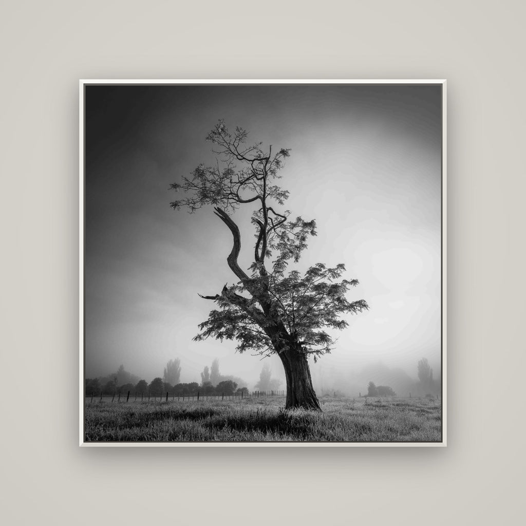 Misty Sentinel, Waikato — Basel White, 120×120 cm. New Zealand fine art wall art by Stephen Milner.