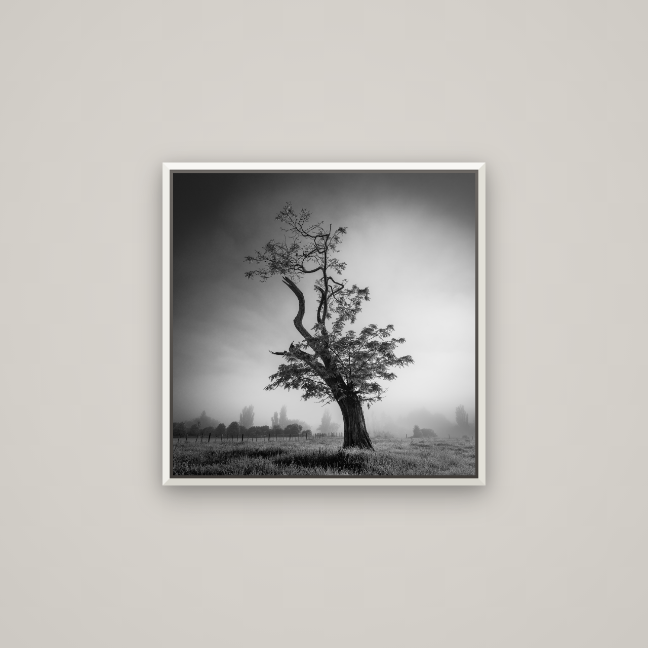 Misty Sentinel, Waikato — Basel White, 60×60 cm. New Zealand fine art wall art by Stephen Milner.