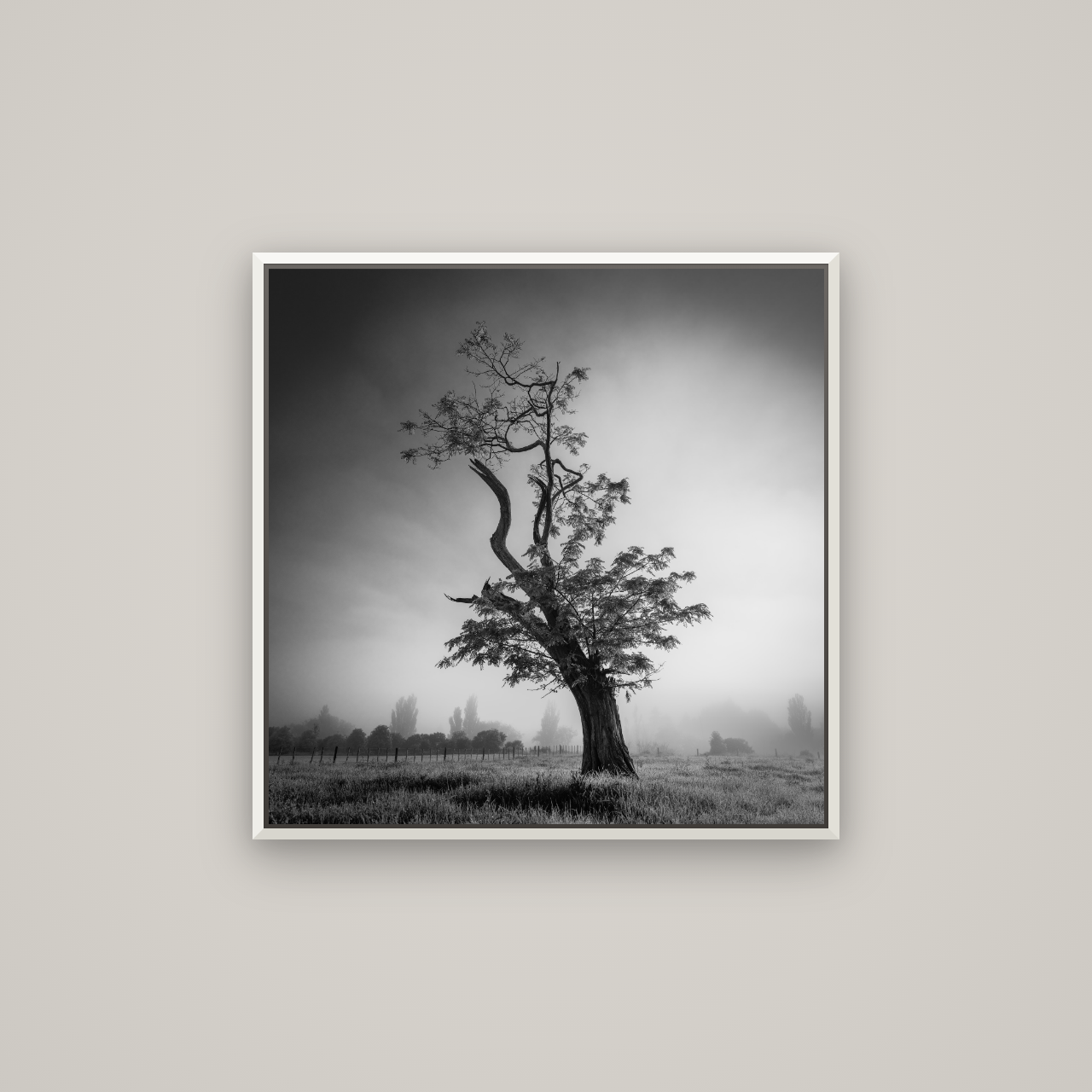Misty Sentinel, Waikato — Basel White, 70×70 cm. New Zealand fine art wall art by Stephen Milner.