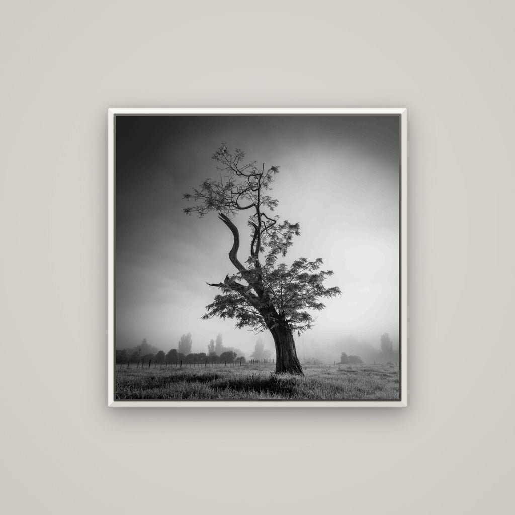 Misty Sentinel, Waikato — Basel White, 80×80 cm. New Zealand fine art wall art by Stephen Milner.