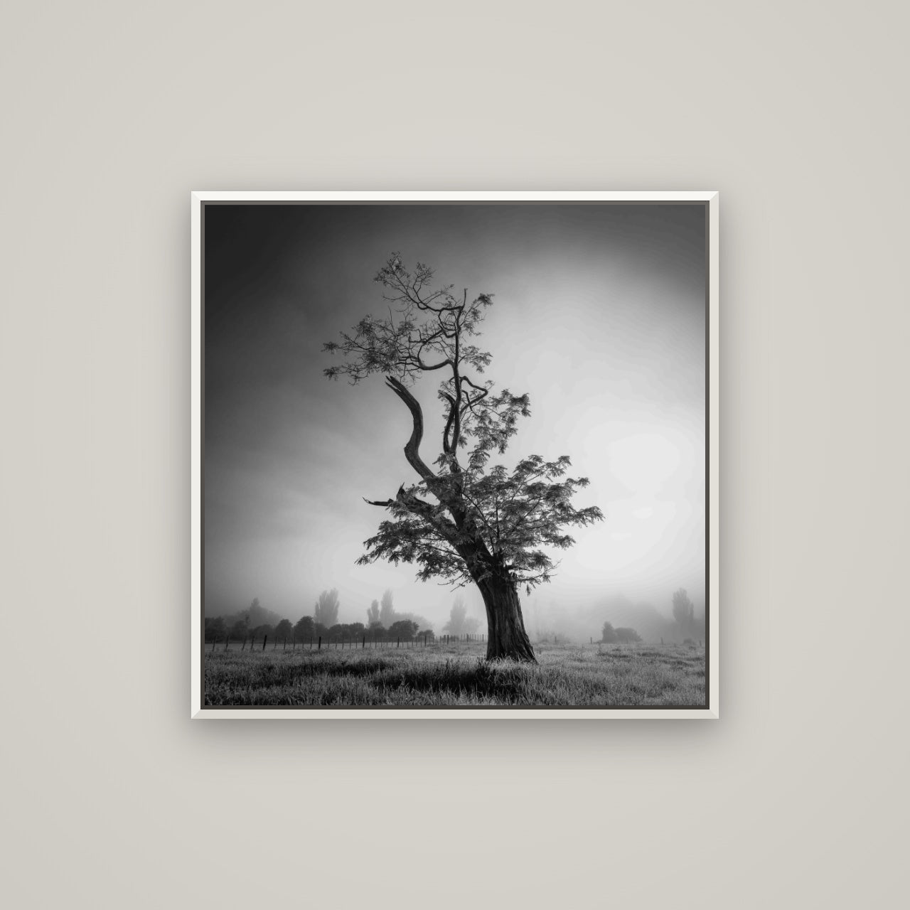 Misty Sentinel, Waikato — Basel White, 80×80 cm. New Zealand fine art wall art by Stephen Milner.