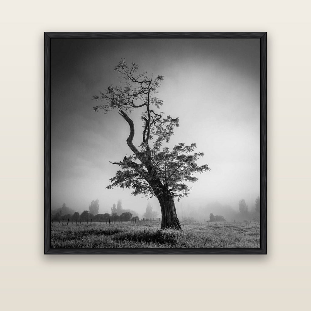 Misty Sentinel, Waikato — black float frame canvas, 133 × 133 cm. New Zealand fine art landscape wall art by Stephen Milner.
