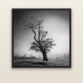 Misty Sentinel, Waikato — black float frame canvas, 133 × 133 cm. New Zealand fine art landscape wall art by Stephen Milner.