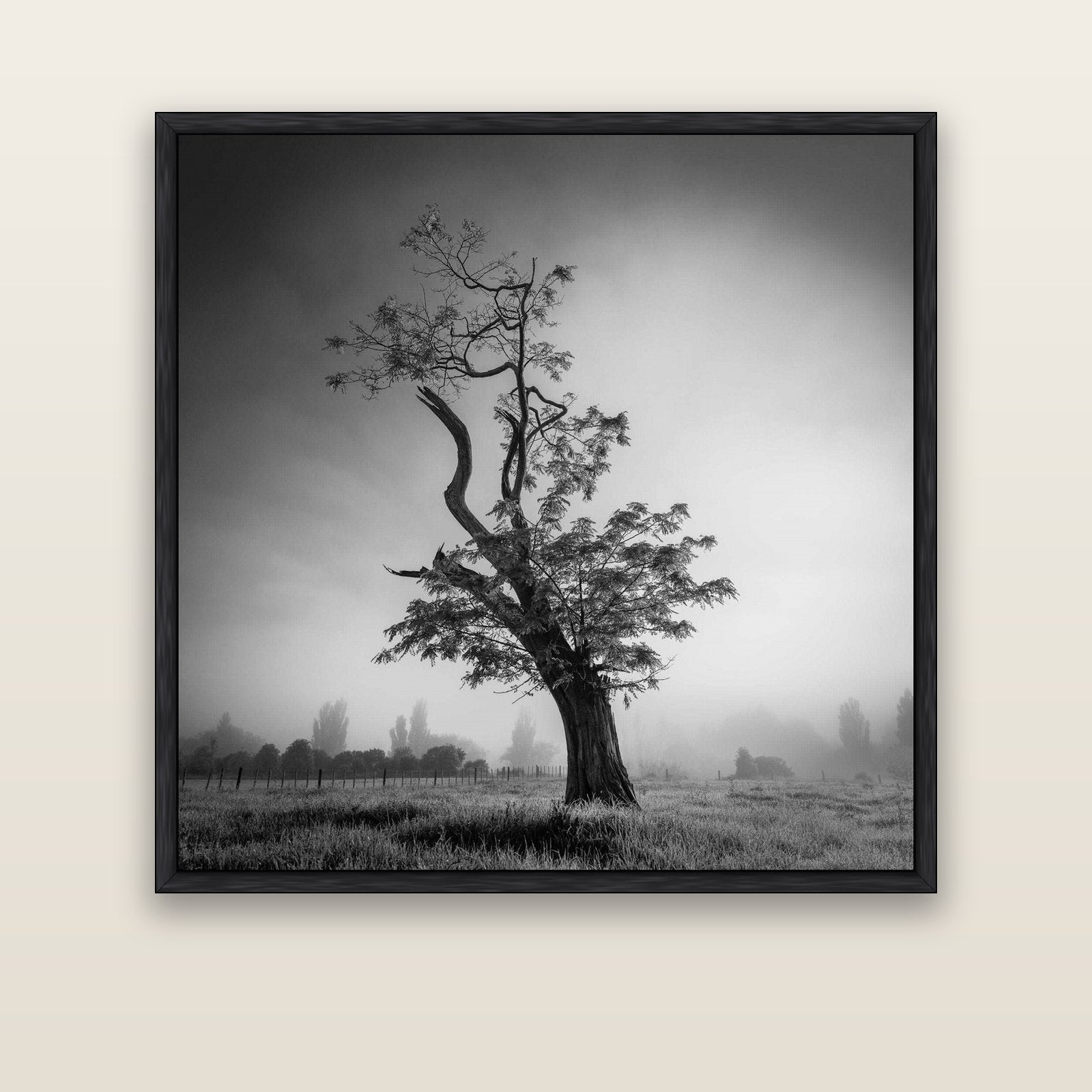 Misty Sentinel, Waikato — black float frame canvas, 133 × 133 cm. New Zealand fine art landscape wall art by Stephen Milner.