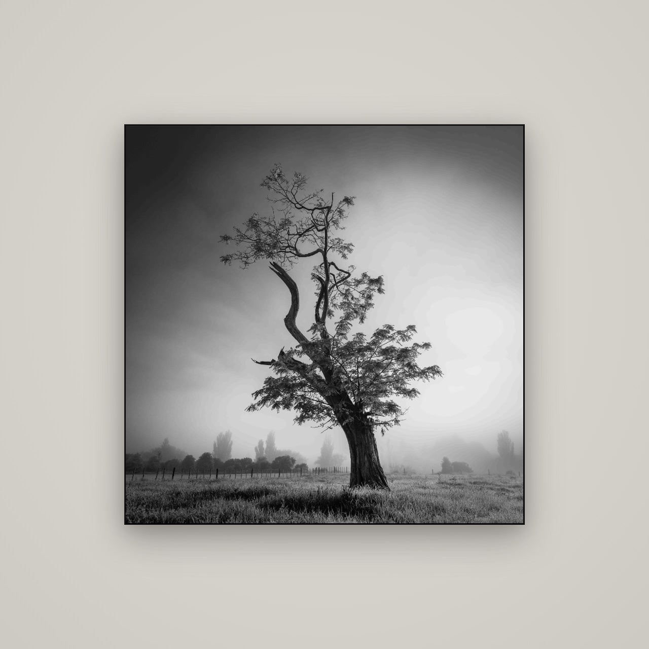Misty Sentinel, Waikato — Slimline Black, 100×100 cm. New Zealand fine art wall art by Stephen Milner.