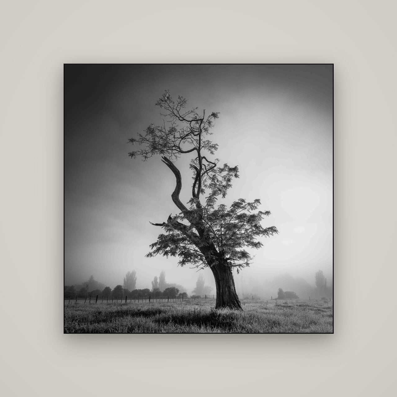 Misty Sentinel, Waikato — Slimline Black, 120×120 cm. New Zealand fine art wall art by Stephen Milner.