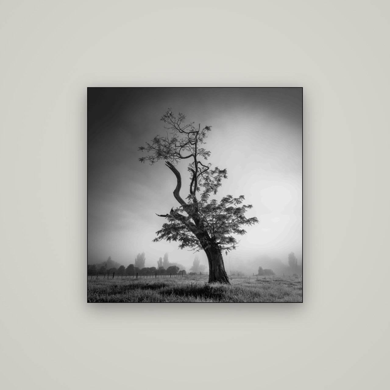 Misty Sentinel, Waikato — Slimline Black, 80×80 cm. New Zealand fine art wall art by Stephen Milner.
