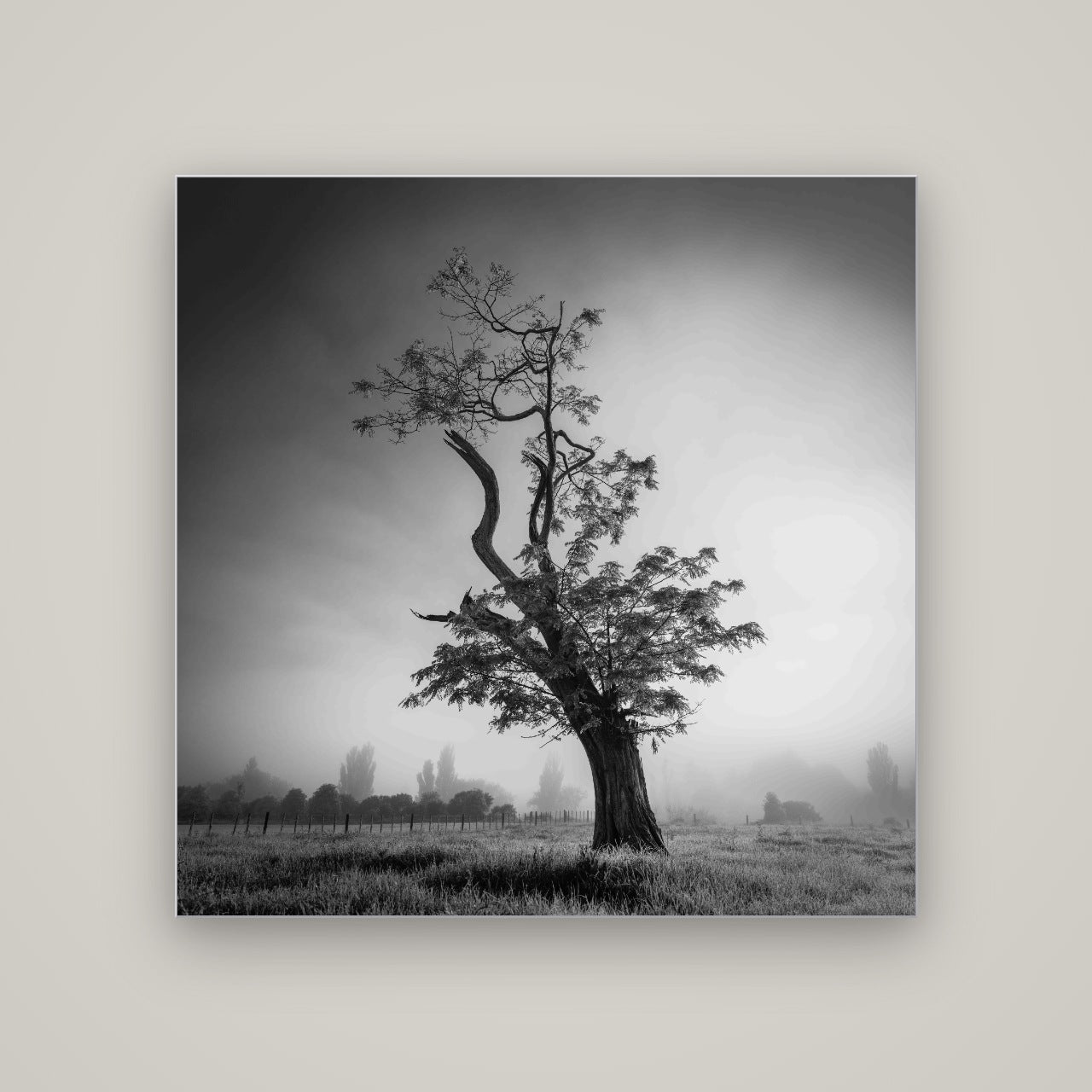 Misty Sentinel, Waikato — Slimline Silver, 120×120 cm. New Zealand fine art wall art by Stephen Milner.