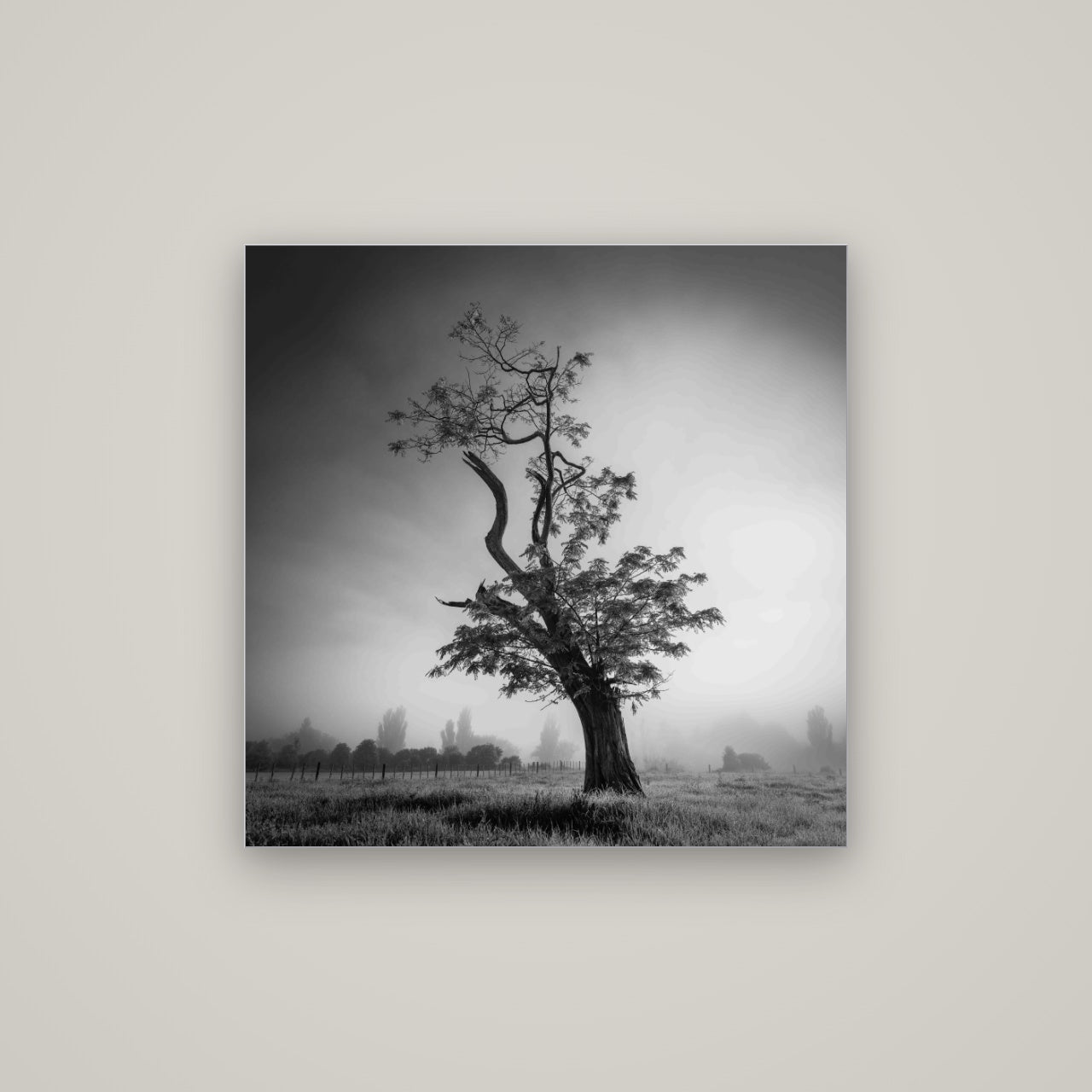 Misty Sentinel, Waikato — Slimline Silver, 80×80 cm. New Zealand fine art wall art by Stephen Milner.