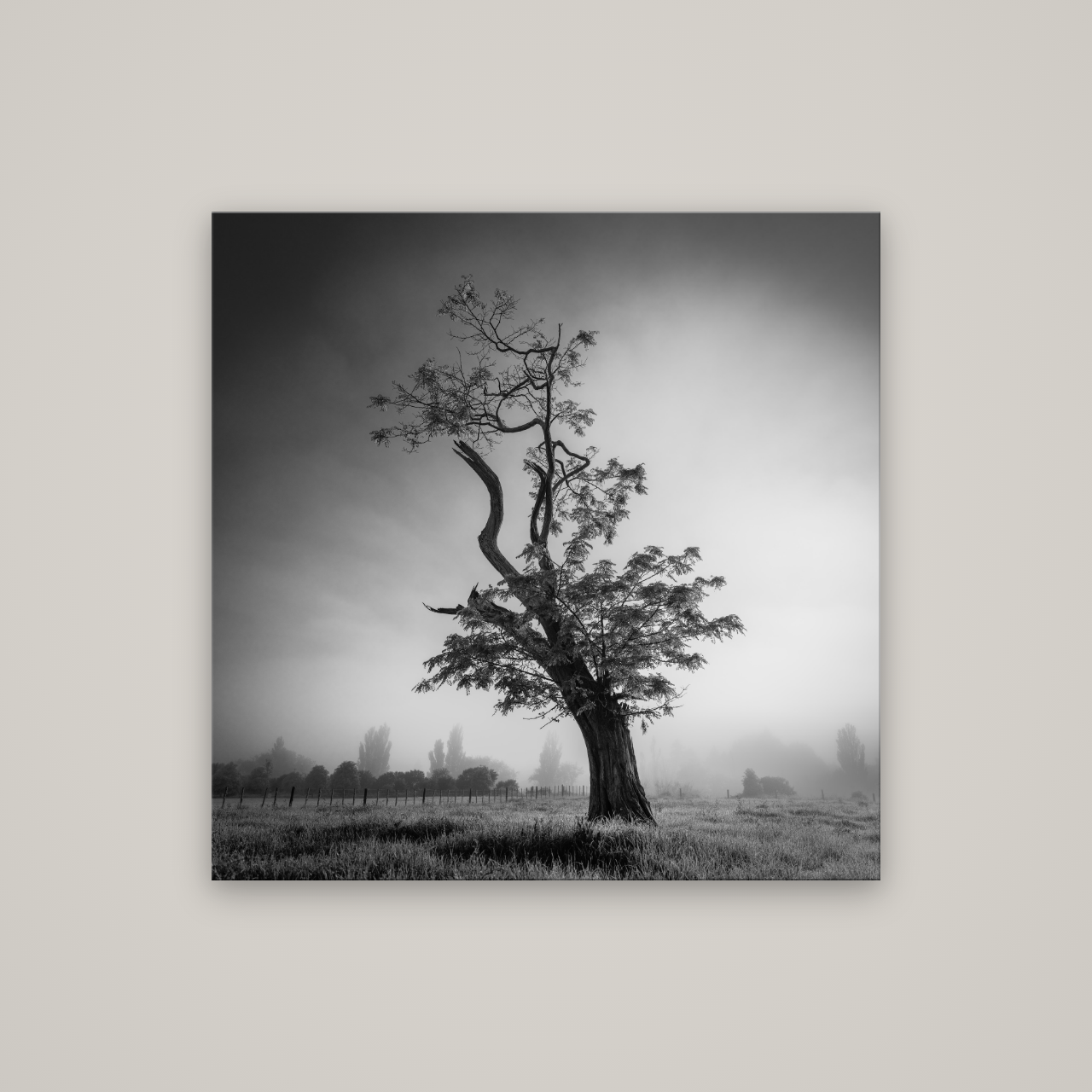 Misty Sentinel, Waikato — No frame, 100×100 cm. New Zealand fine art wall art by Stephen Milner.