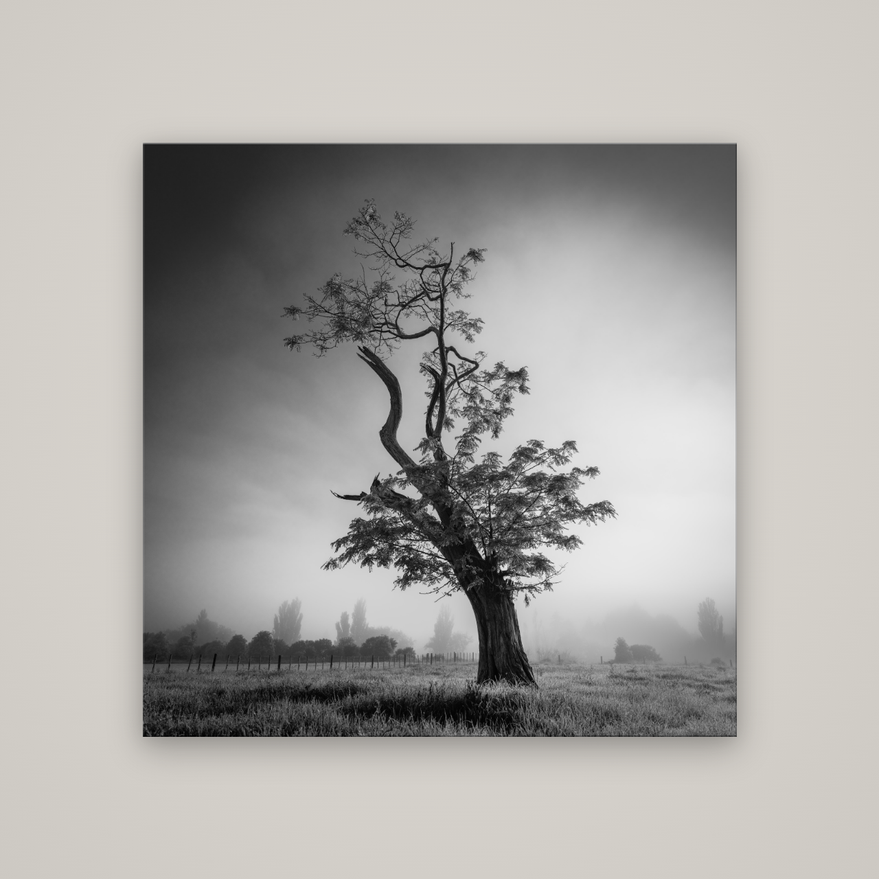 Misty Sentinel, Waikato — No frame, 120×120 cm. New Zealand fine art wall art by Stephen Milner.