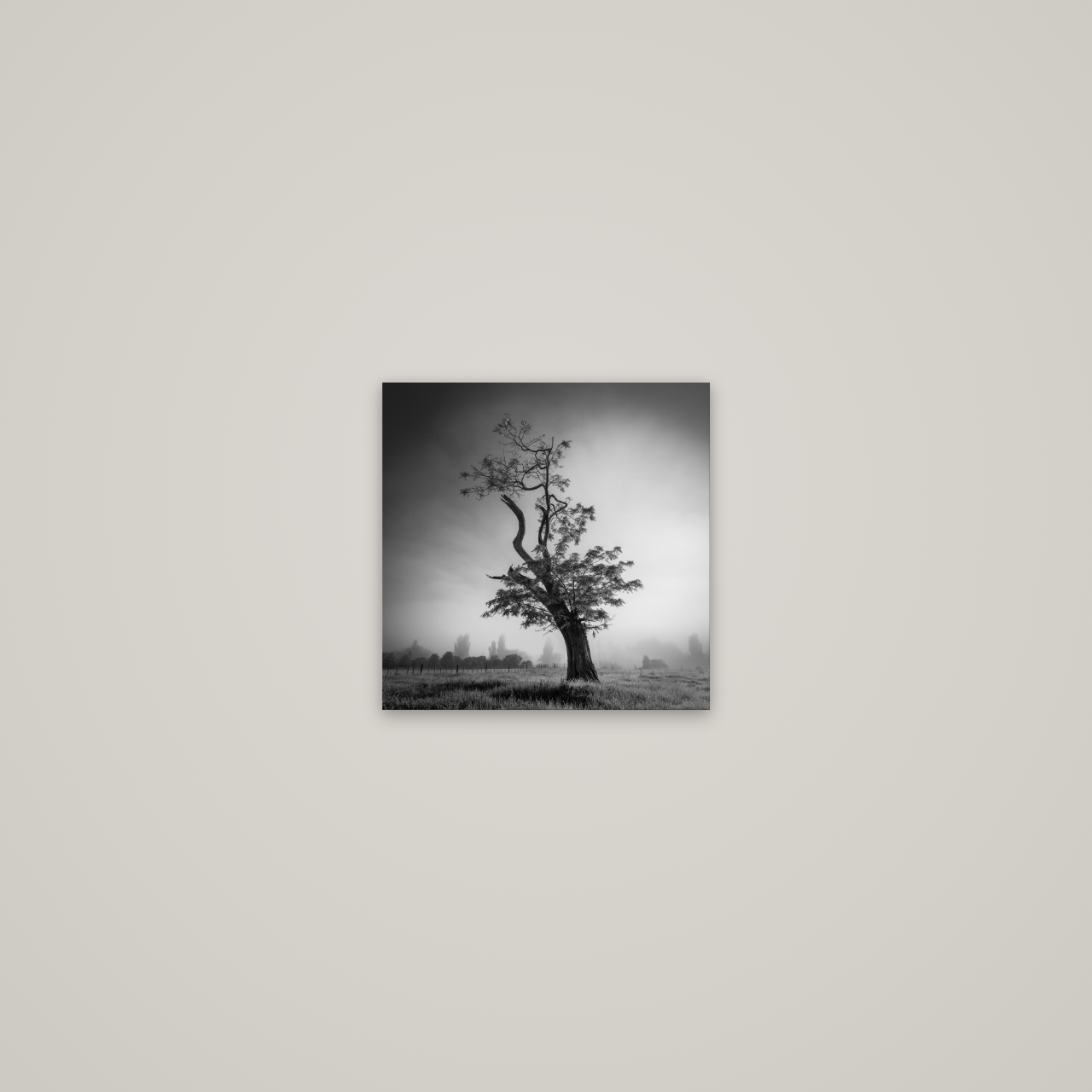 Misty Sentinel, Waikato — No frame, 20×20 cm. New Zealand fine art wall art by Stephen Milner.