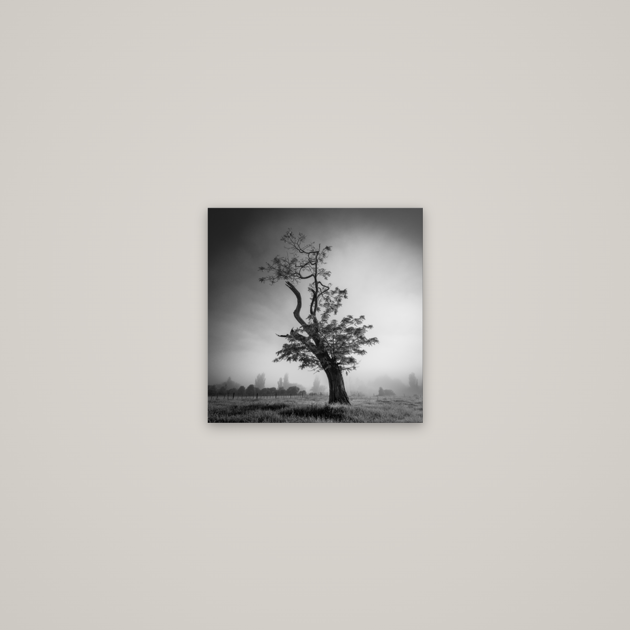 Misty Sentinel, Waikato — No frame, 30×30 cm. New Zealand fine art wall art by Stephen Milner.