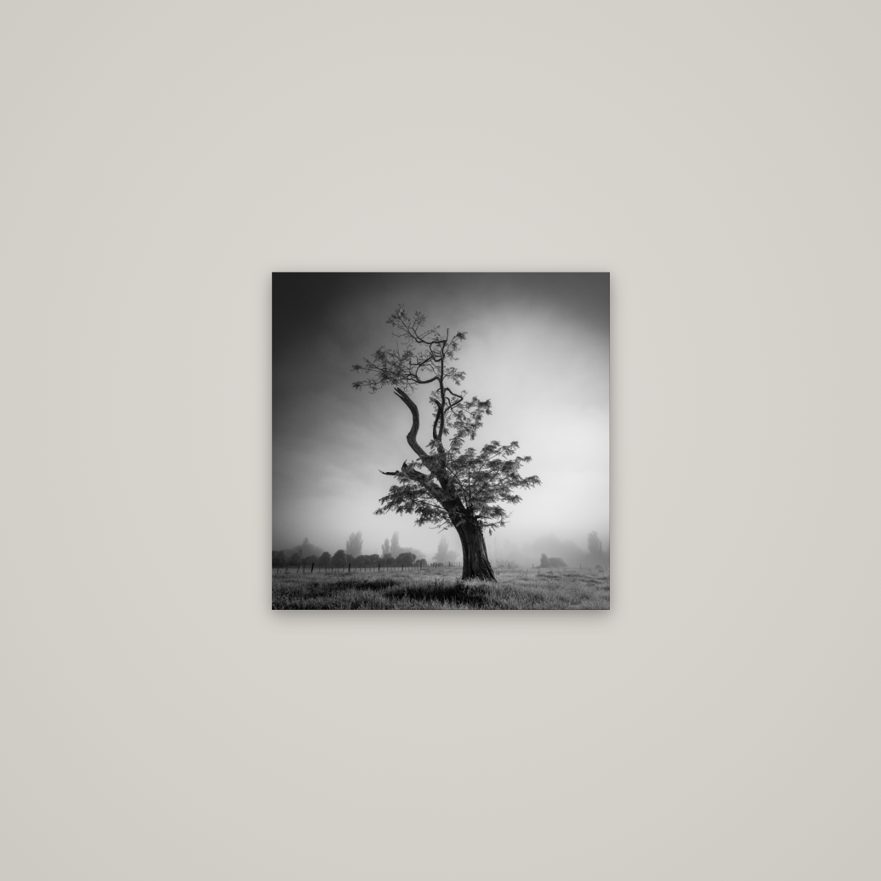 Misty Sentinel, Waikato — No frame, 40×40 cm. New Zealand fine art wall art by Stephen Milner.
