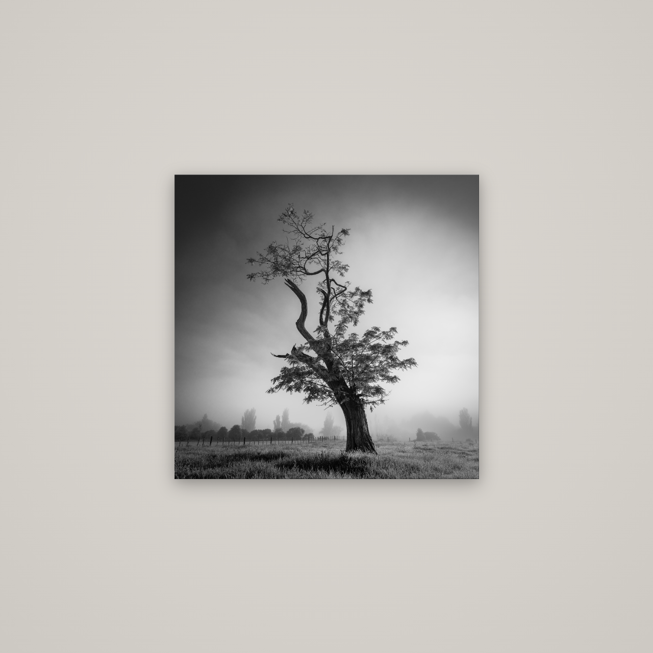 Misty Sentinel, Waikato — No frame, 60×60 cm. New Zealand fine art wall art by Stephen Milner.