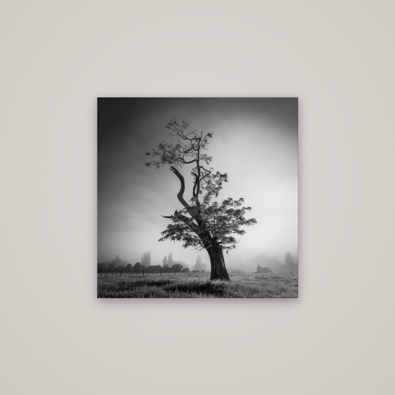 Misty Sentinel, Waikato — No frame, 70×70 cm. New Zealand fine art wall art by Stephen Milner.