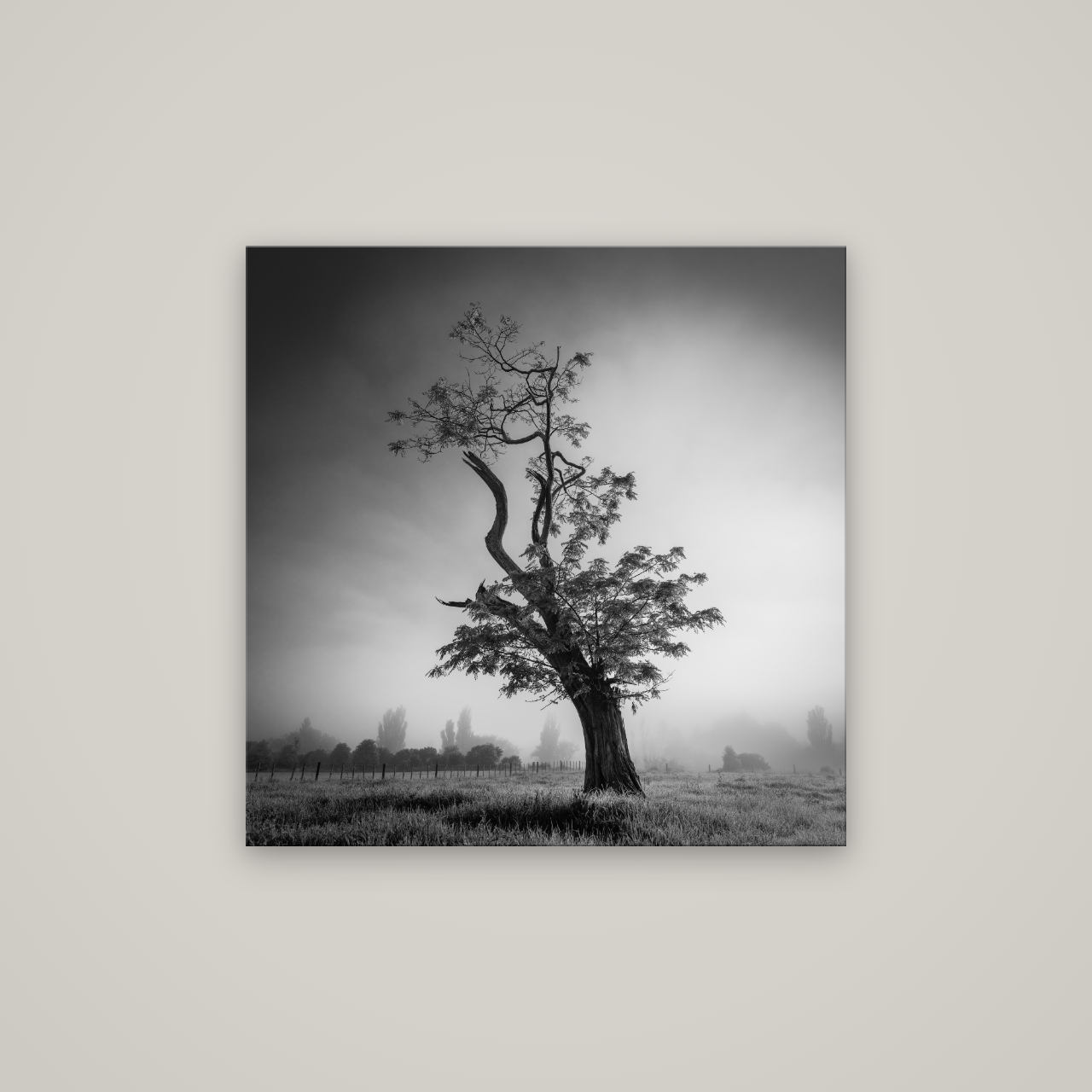 Misty Sentinel, Waikato — No frame, 80×80 cm. New Zealand fine art wall art by Stephen Milner.