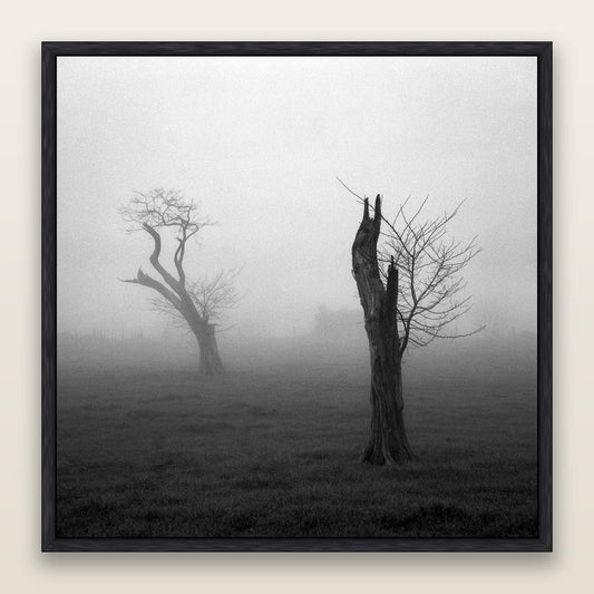 Opposites in the Mist, Waikato — framed metallic canvas print, Black frame. New Zealand fine art landscape wall art by Stephen Milner.
