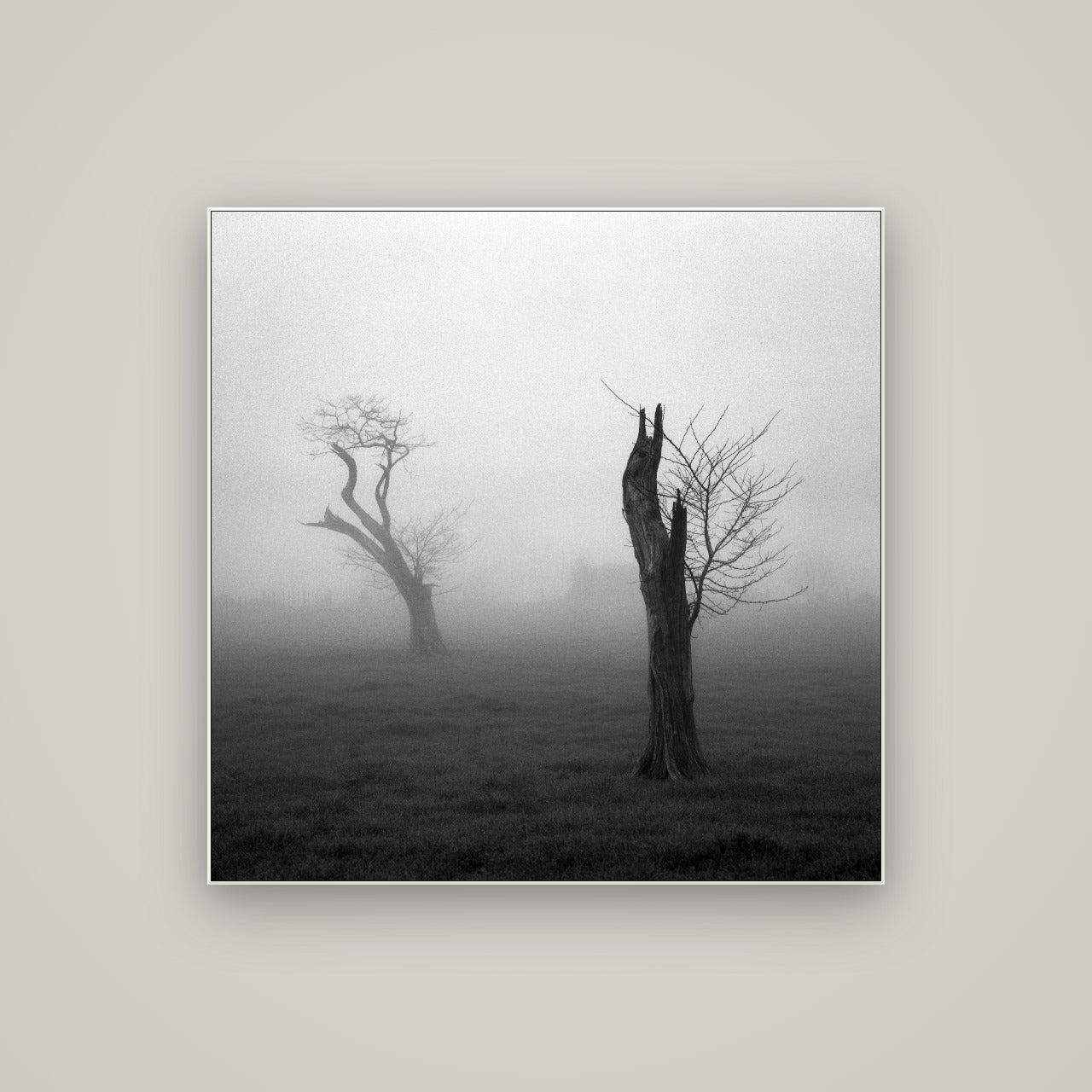 Opposites in the Mist, Waikato — ArtBox White, 100×100 cm. New Zealand fine art wall art by Stephen Milner.