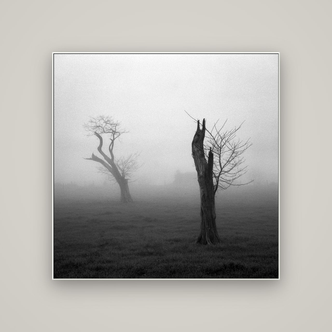 Opposites in the Mist, Waikato — ArtBox White, 120×120 cm. New Zealand fine art wall art by Stephen Milner.