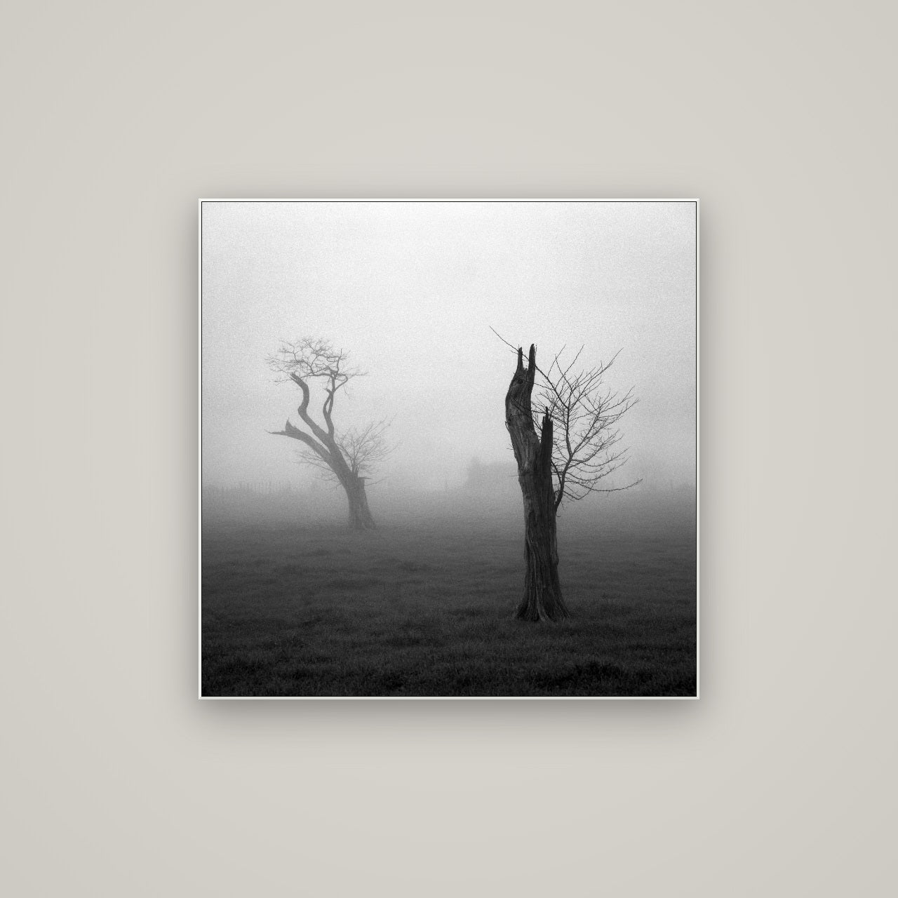 Opposites in the Mist, Waikato — ArtBox White, 80×80 cm. New Zealand fine art wall art by Stephen Milner.