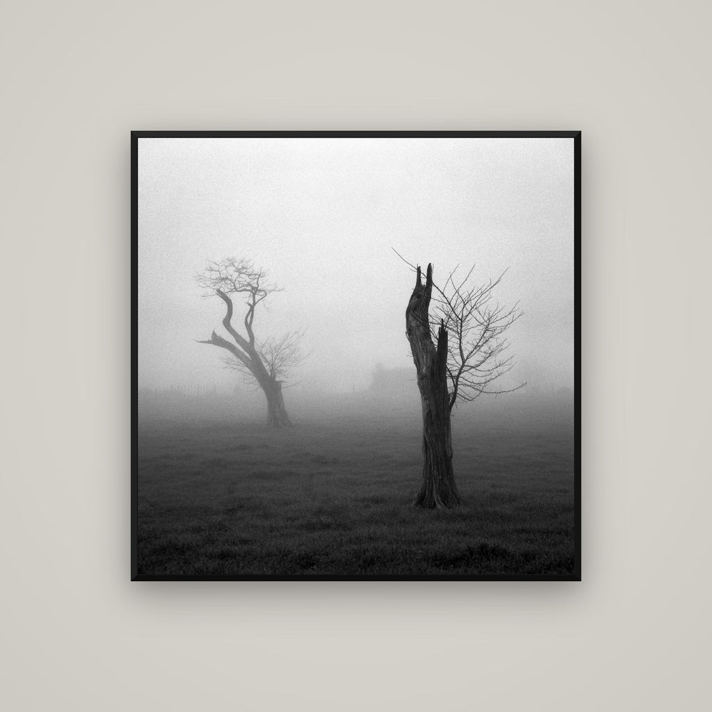 Opposites in the Mist, Waikato — Basel Black Matte, 100×100 cm. New Zealand fine art wall art by Stephen Milner.