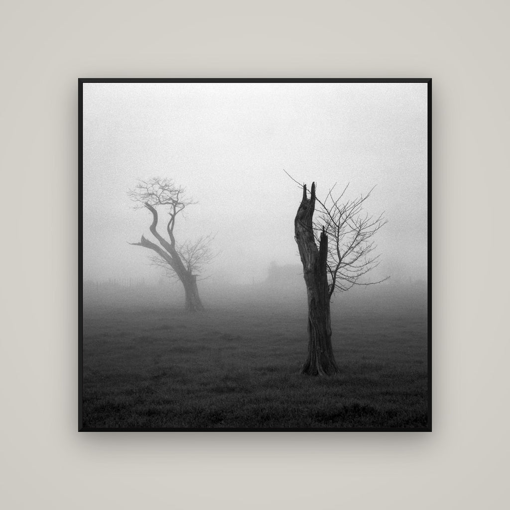 Opposites in the Mist, Waikato — Basel Black Matte, 120×120 cm. New Zealand fine art wall art by Stephen Milner.