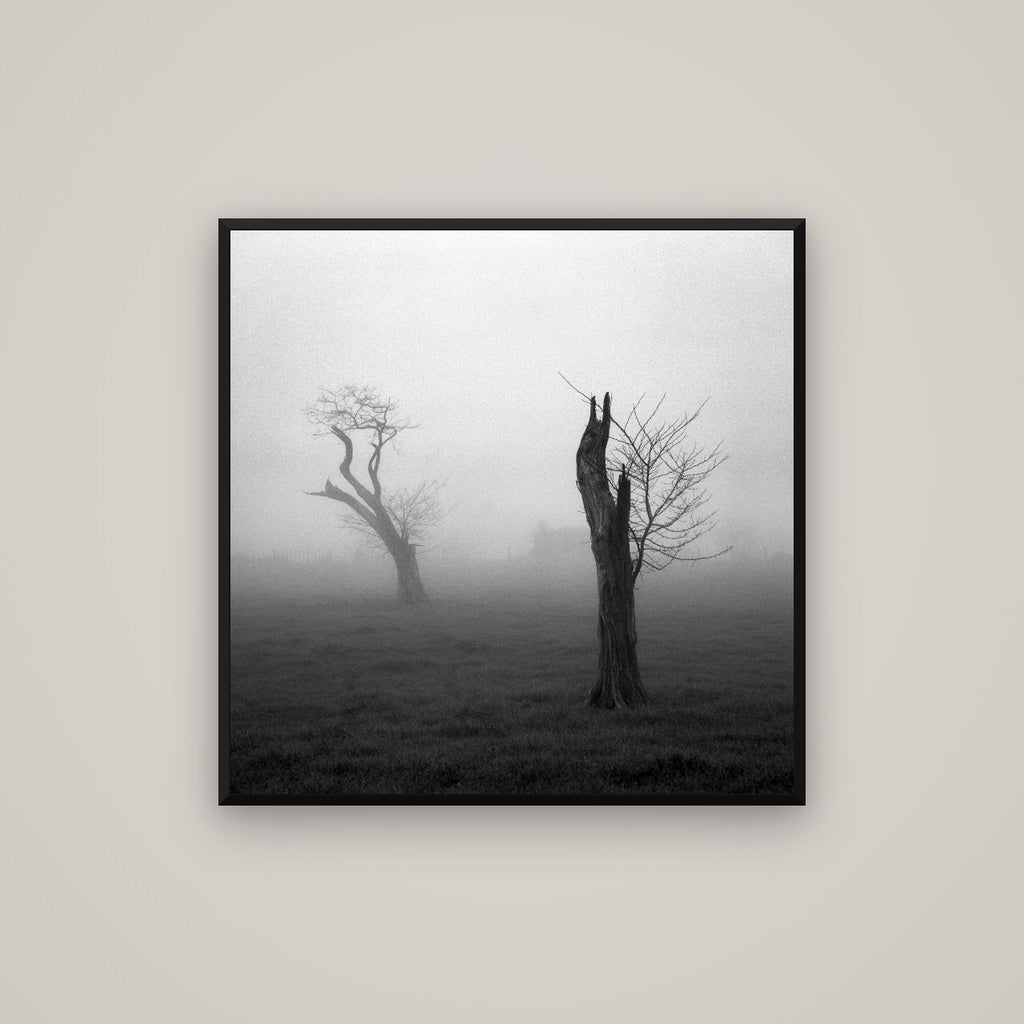 Opposites in the Mist, Waikato — Basel Black Matte, 80×80 cm. New Zealand fine art wall art by Stephen Milner.