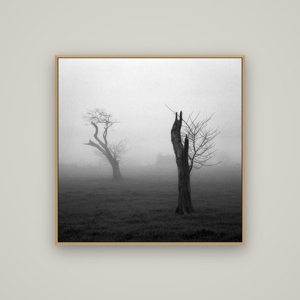 Opposites in the Mist, Waikato, Basel Natural Oak, 100×100 cm. New Zealand fine art wall art by Stephen Milner.