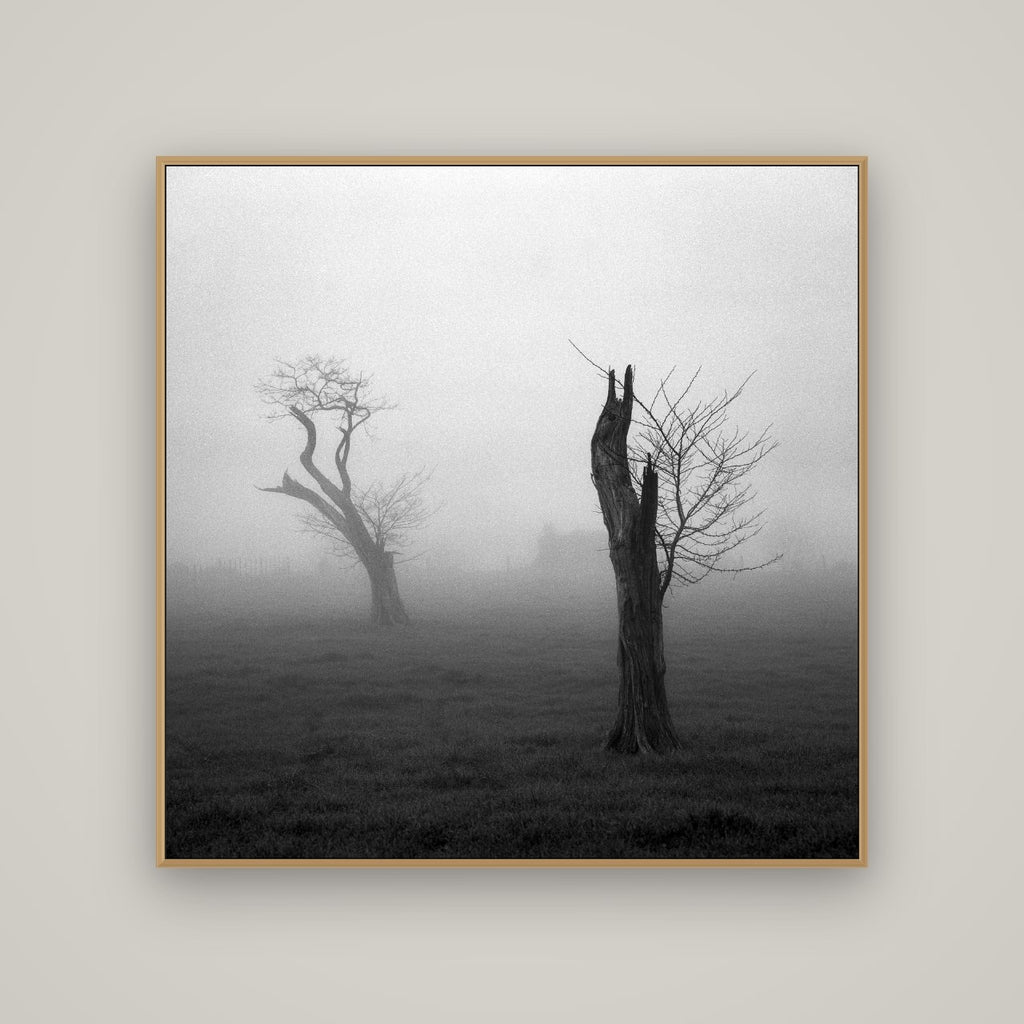 Opposites in the Mist, Waikato, Basel Natural Oak, 120×120 cm. New Zealand fine art wall art by Stephen Milner.