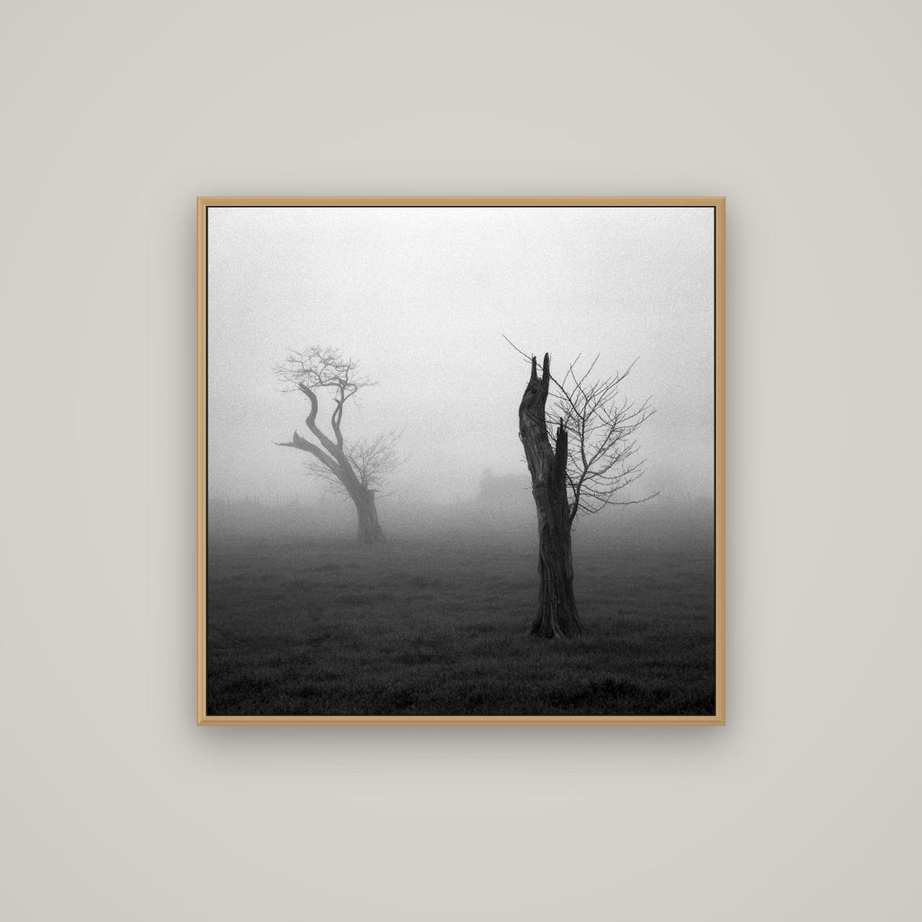 Opposites in the Mist, Waikato, Basel Natural Oak, 80×80 cm. New Zealand fine art wall art by Stephen Milner.