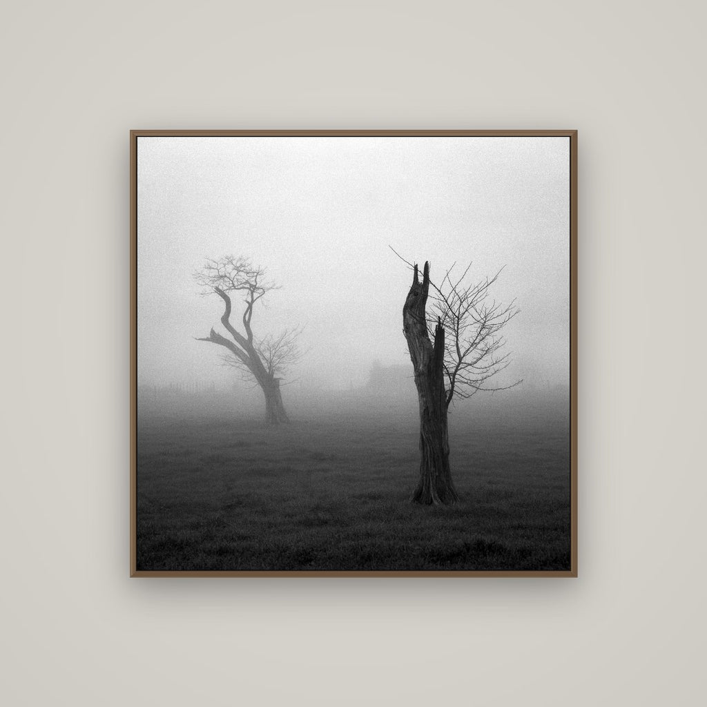 Opposites in the Mist, Waikato, Basel Walnut, 100×100 cm. New Zealand fine art wall art by Stephen Milner.