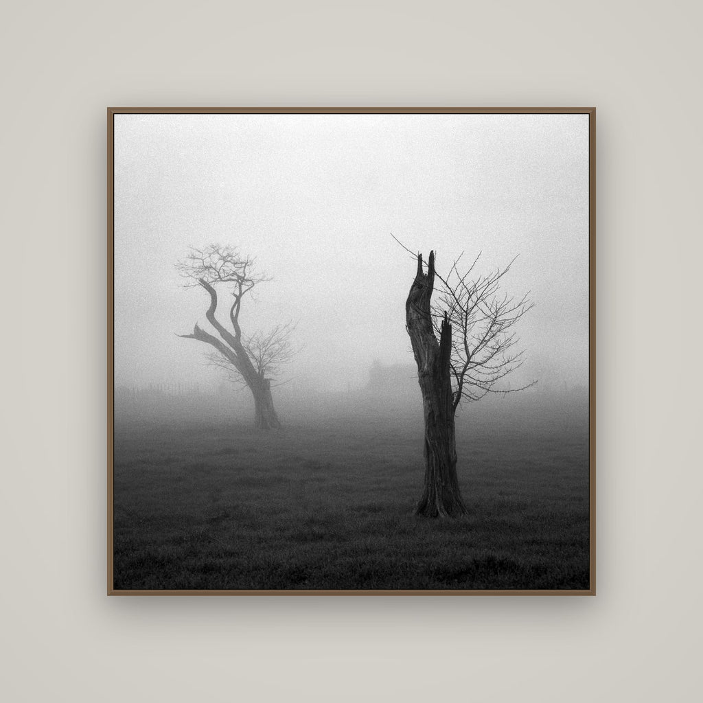 Opposites in the Mist, Waikato, Basel Walnut, 120×120 cm. New Zealand fine art wall art by Stephen Milner.