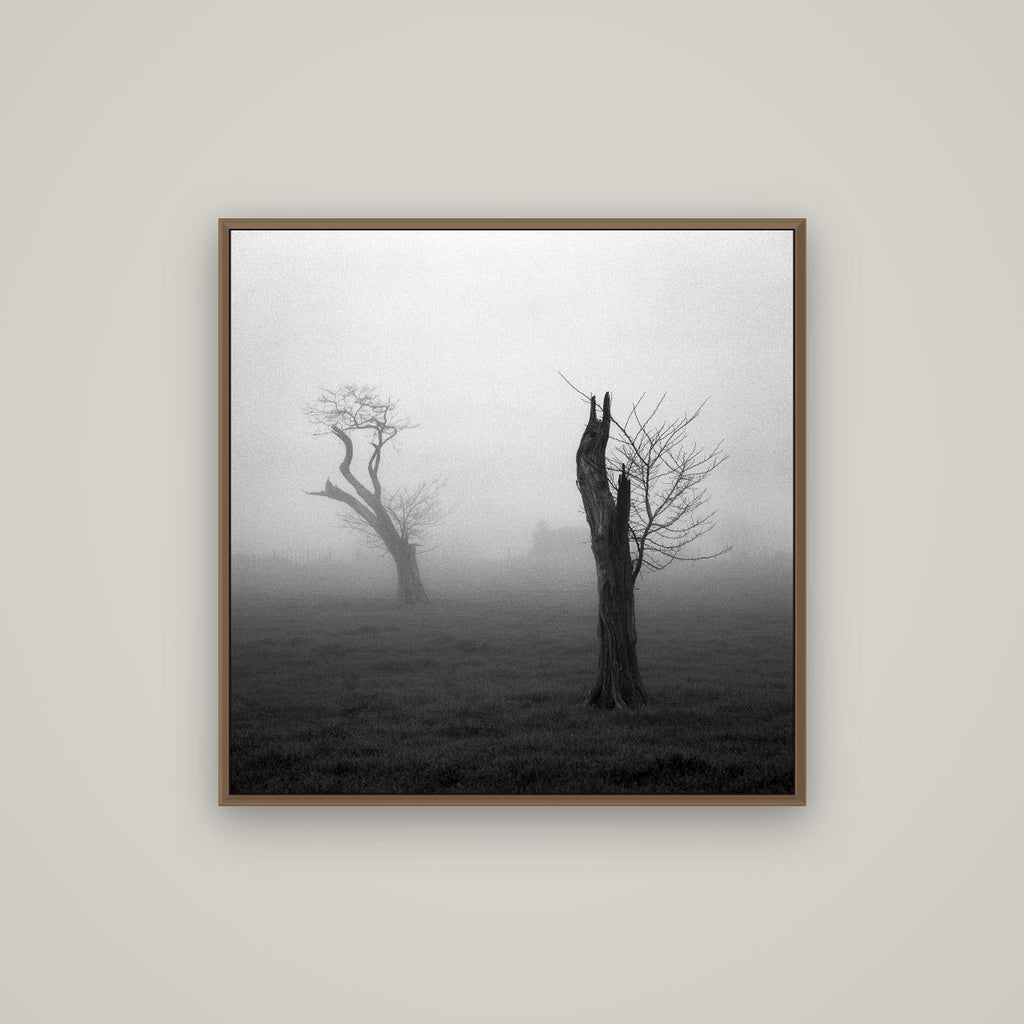 Opposites in the Mist, Waikato, Basel Walnut, 80×80 cm. New Zealand fine art wall art by Stephen Milner.
