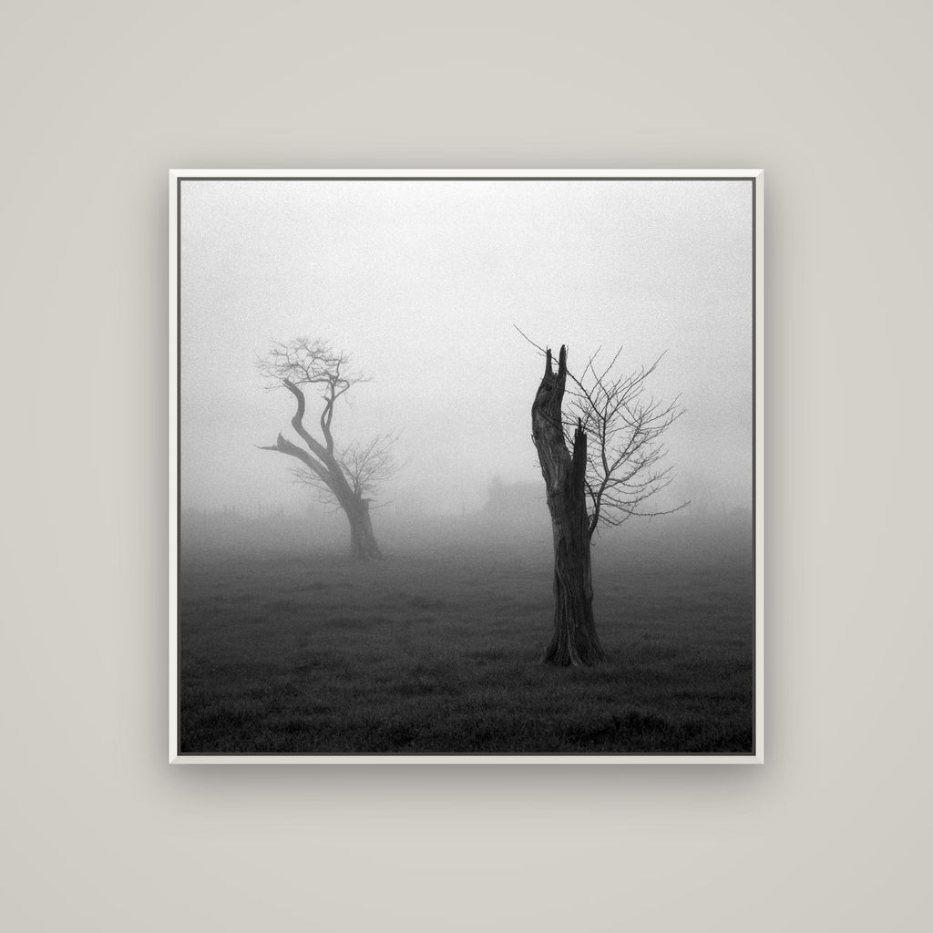 Opposites in the Mist, Waikato — Basel White, 100×100 cm. New Zealand fine art wall art by Stephen Milner.