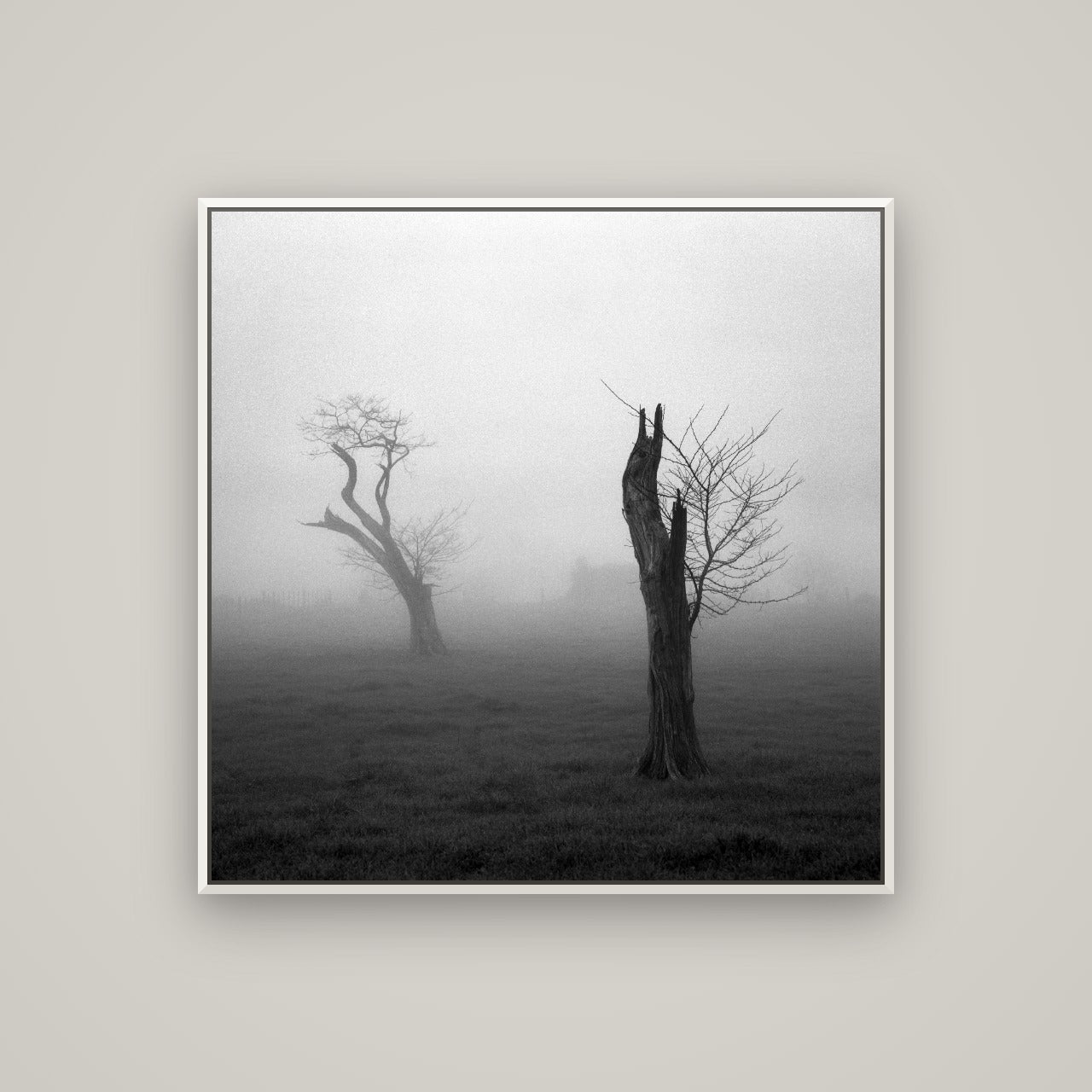 Opposites in the Mist, Waikato — Basel White, 100×100 cm. New Zealand fine art wall art by Stephen Milner.