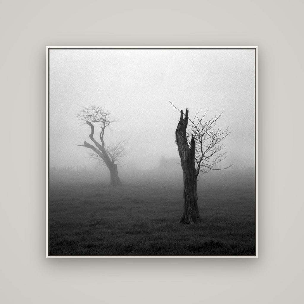 Opposites in the Mist, Waikato — Basel White, 120×120 cm. New Zealand fine art wall art by Stephen Milner.