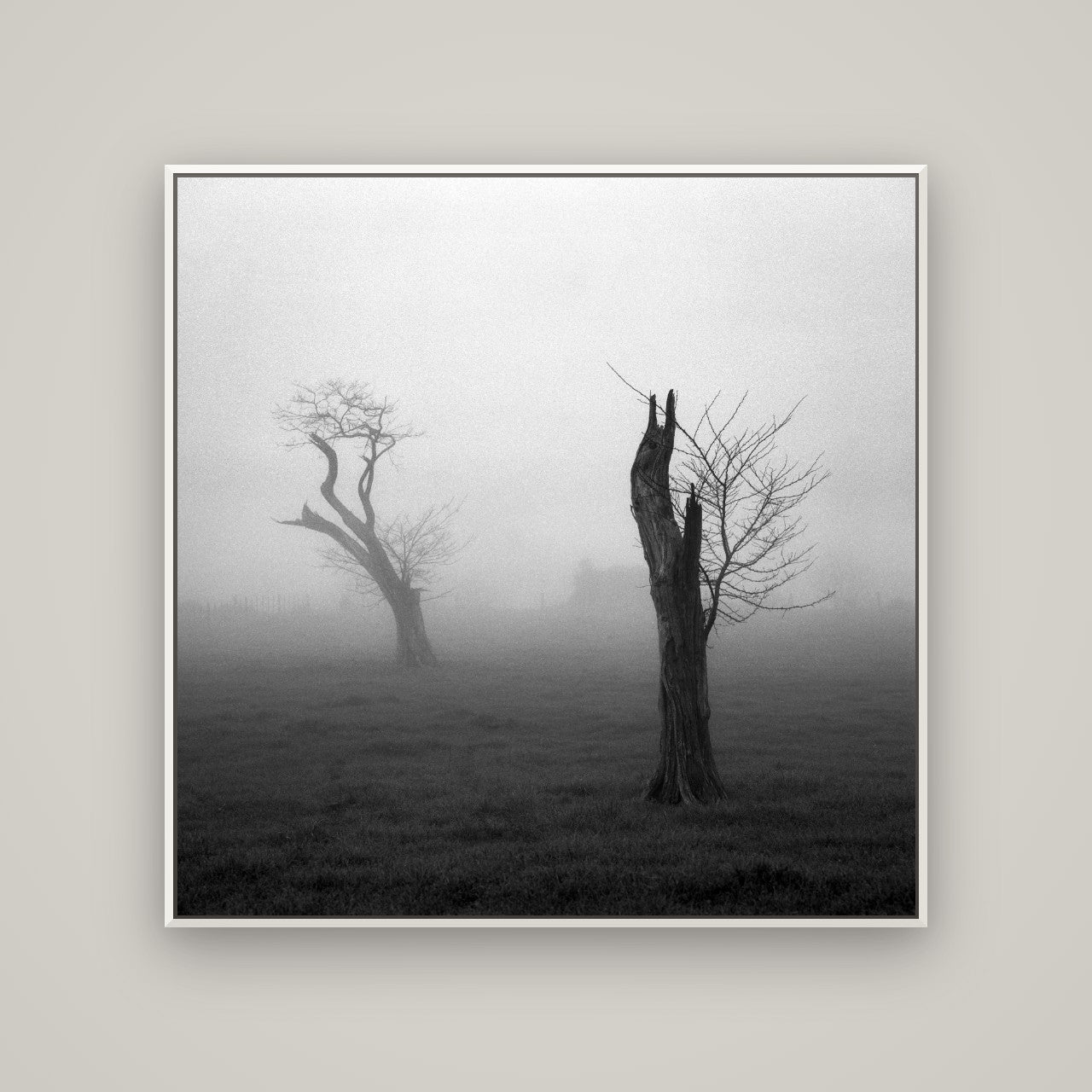 Opposites in the Mist, Waikato — Basel White, 120×120 cm. New Zealand fine art wall art by Stephen Milner.