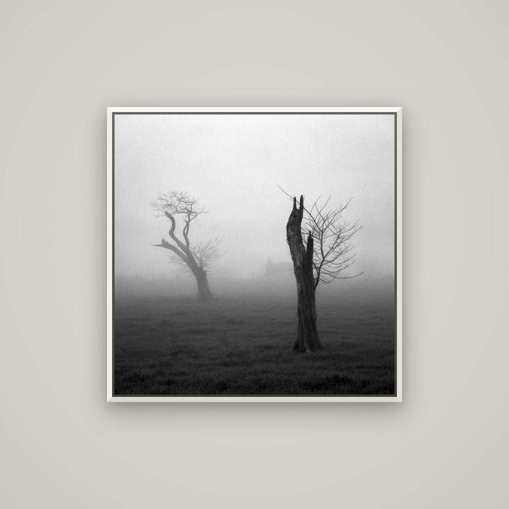 Opposites in the Mist, Waikato — Basel White, 80×80 cm. New Zealand fine art wall art by Stephen Milner.
