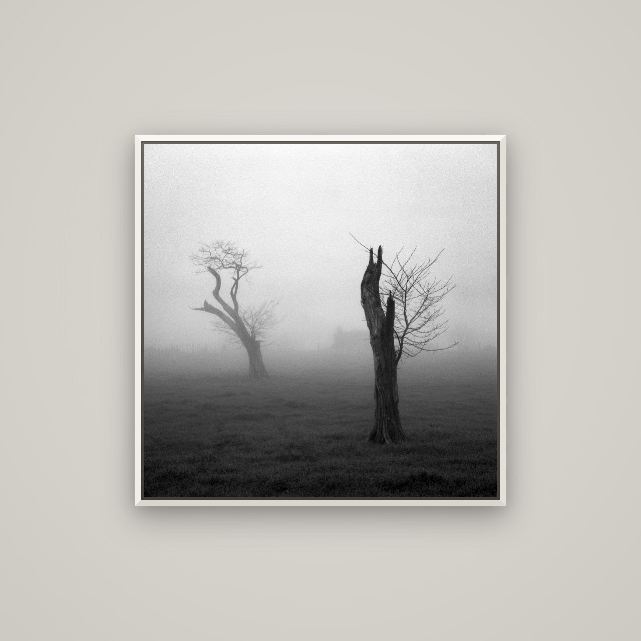 Opposites in the Mist, Waikato — Basel White, 80×80 cm. New Zealand fine art wall art by Stephen Milner.