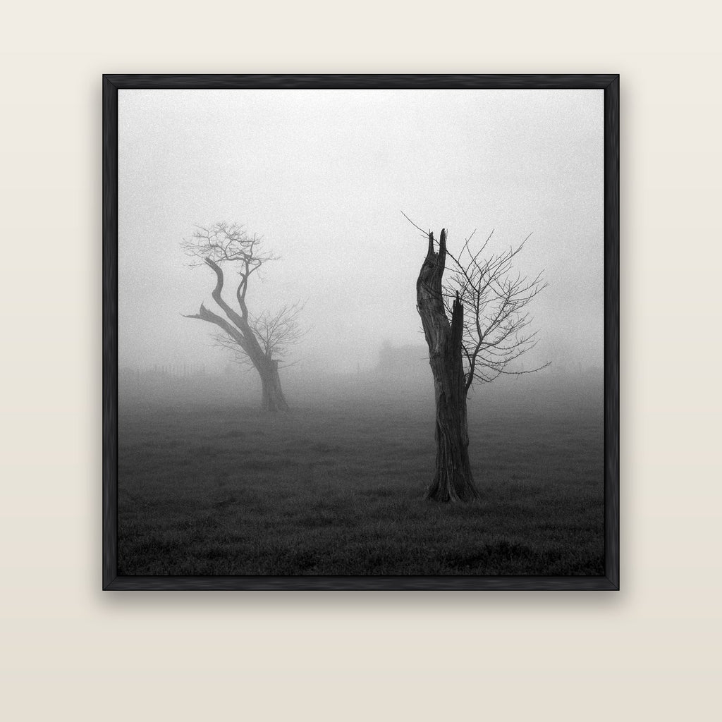 Opposites in the Mist, Waikato — black float frame canvas, 133 × 133 cm. New Zealand fine art landscape wall art by Stephen Milner.