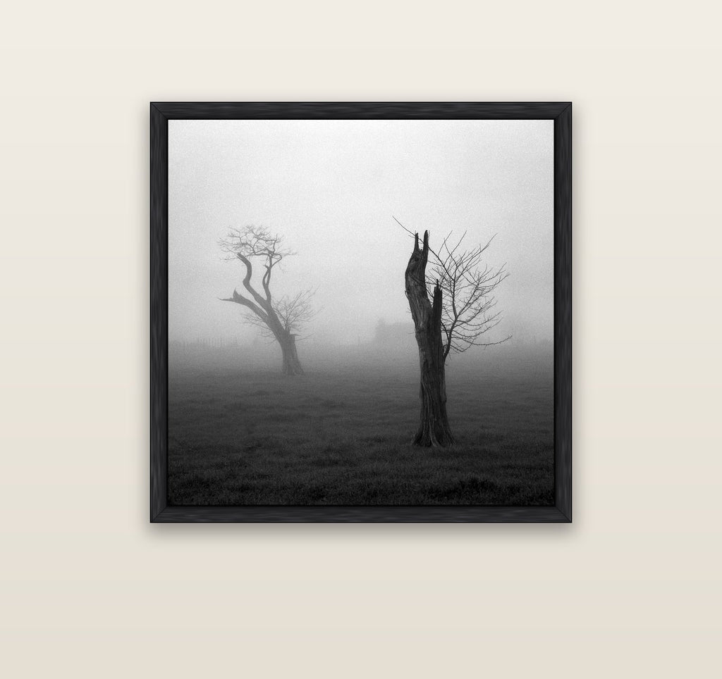 Opposites in the Mist, Waikato — black float frame canvas, 91 × 91 cm. New Zealand fine art landscape wall art by Stephen Milner.
