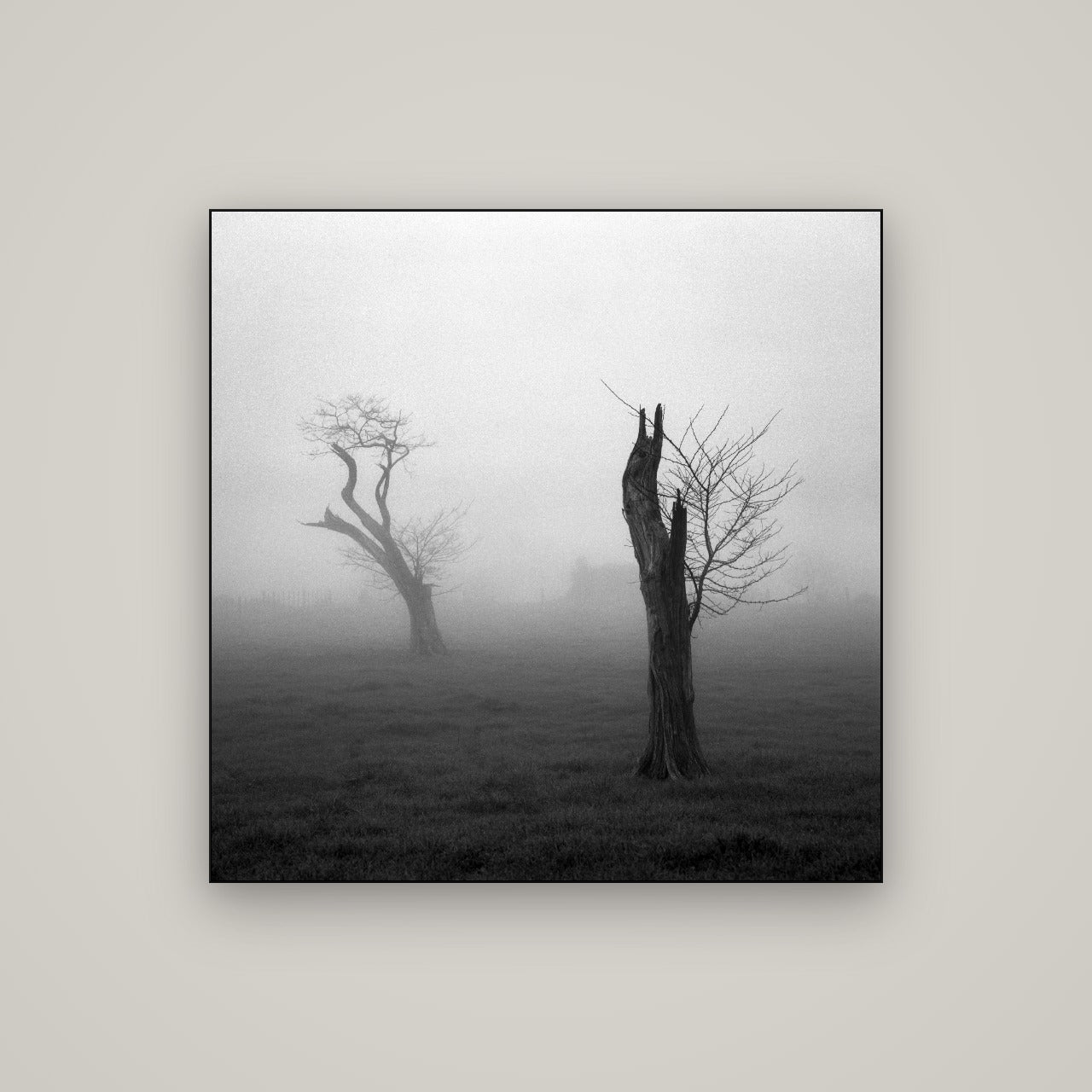 Opposites in the Mist, Waikato — Slimline Black, 100×100 cm. New Zealand fine art wall art by Stephen Milner.
