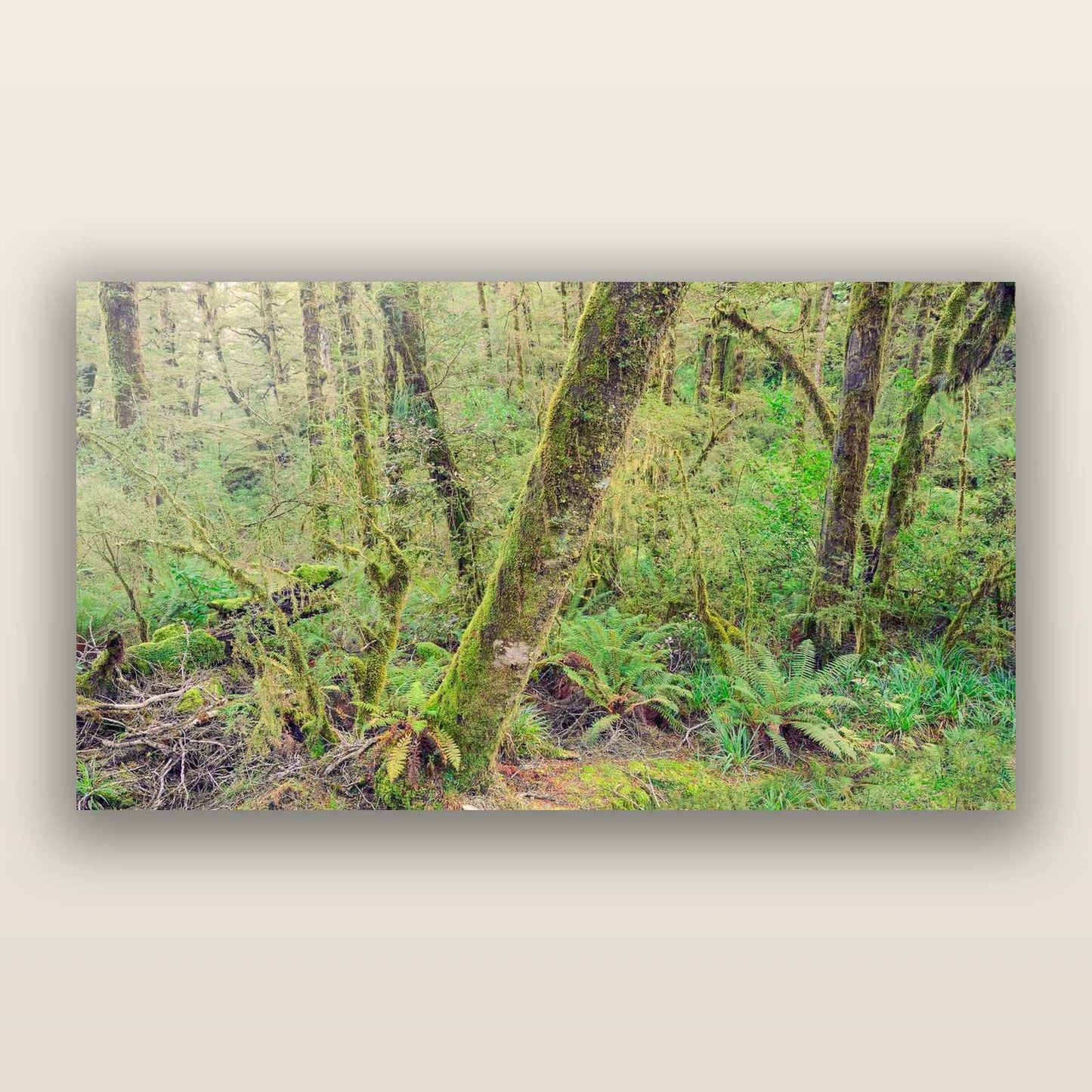 Rainforest Retreat, Haast pass — frameless acrylic glass print. New Zealand fine art landscape photography by Stephen Milner.