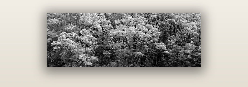 Rainforest Reverie, Fiordland — acrylic glass print. New Zealand fine art landscape wall art by Stephen Milner.